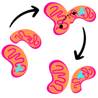 Mitochondrial Network Research